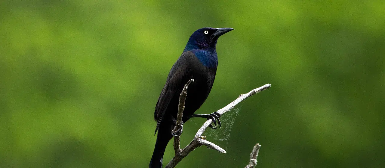 Keeping grackles out of Florida's marinas and shipyards Grackle in tree