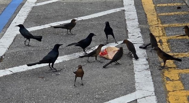grackles blog2