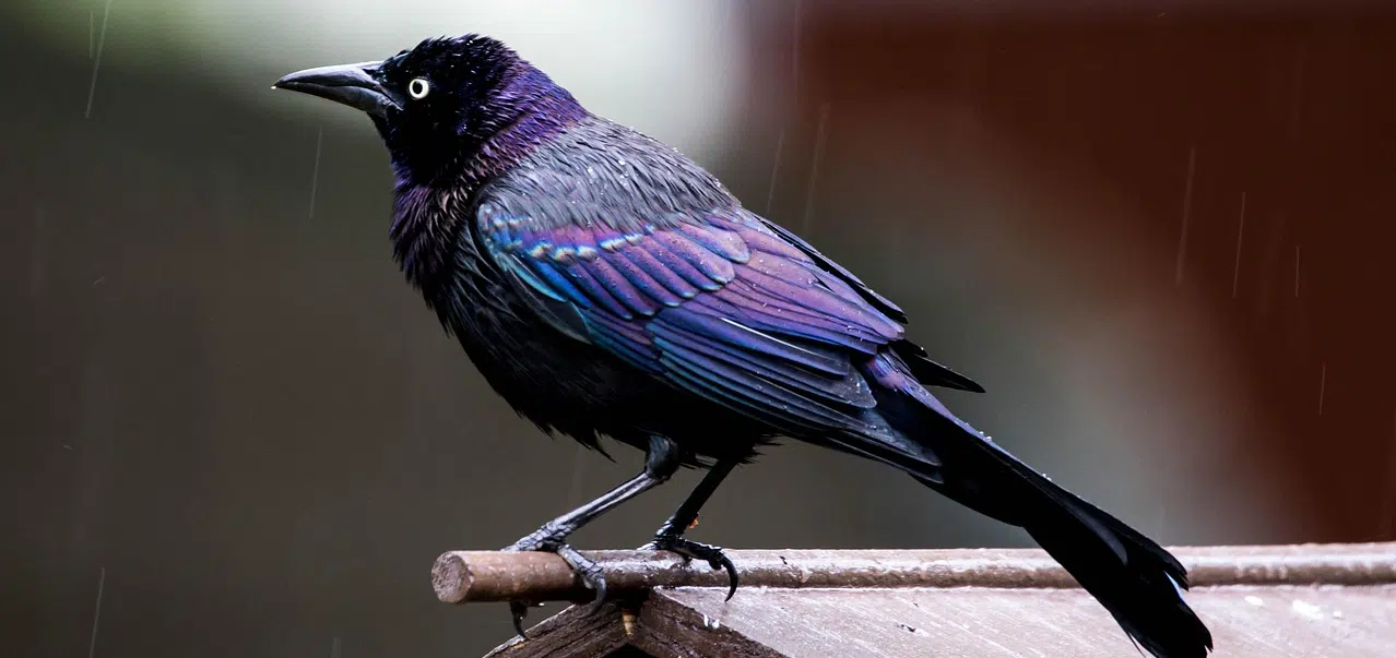 Learn about Grackles grackle