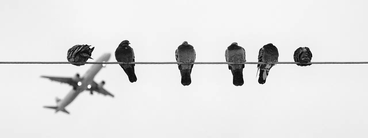 Why pigeon removal is critical around Florida airports pigeons on power line with aircraft in background